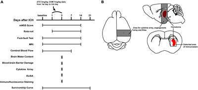 Atorvastatin combined with low-dose dexamethasone improves the neuroinflammation and survival in mice with intracerebral hemorrhage